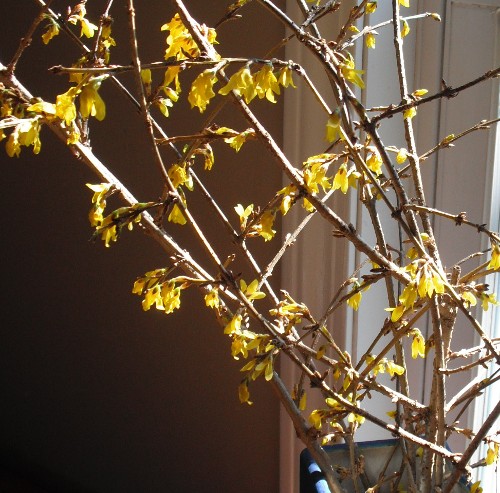 Force some forsythia branches for a winter boost
