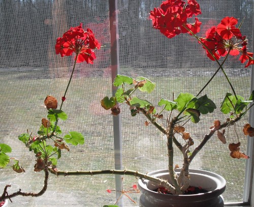 Geraniums in winter