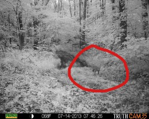 Female bobcat early morning.