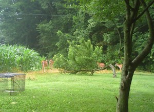 Day visitors - a whole herd of deer munching on peaches  8:45 a.m.
