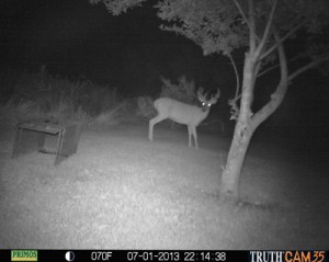 Big buck 10:15 p.m.
