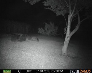 Raccoon stealing bait from trap 5:08 a.m.