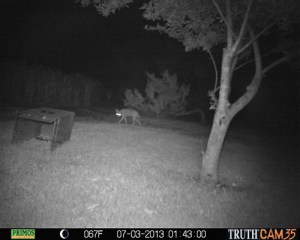 Wylie Coyote 1:43 a.m.