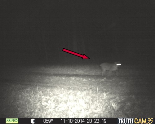Bobcat - arrow points to stubby tail