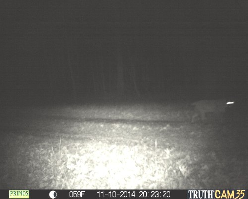 Third photo of Bobcat
