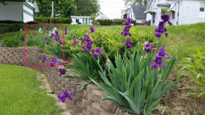 Street photo of irises in a backyard showing the part I cropped for the painting.