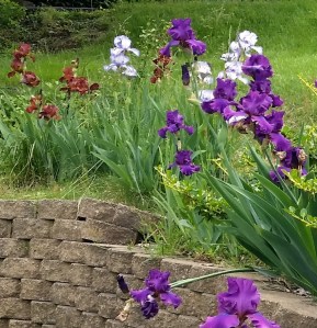 Cropped part of irises street photo