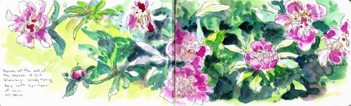 PeoniesattheEndoftheSeason