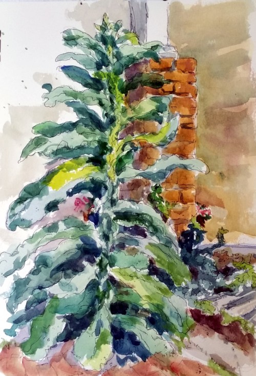 Giant Moth Mullen Watercolor/ pen and ink, 16 x 12 Kit Miracle