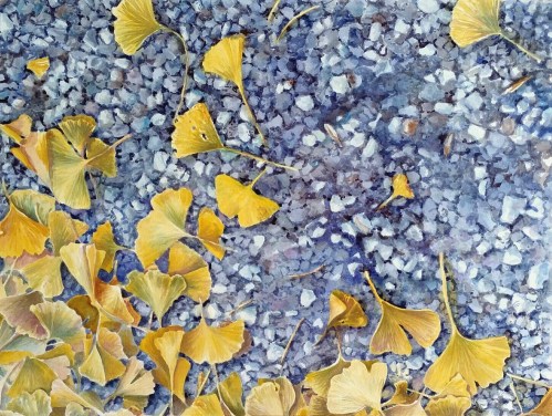 Ginko, watercolor on paper.  19.5 x 27, Kit Miracle