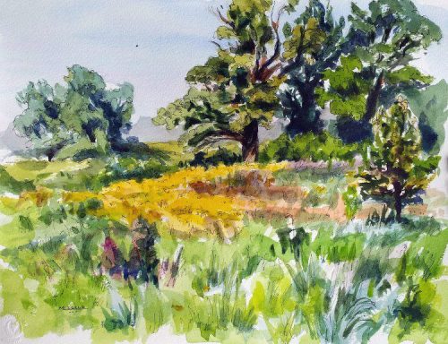 Old Oak on College Avenue, watercolor, pen and ink, 11 x 14