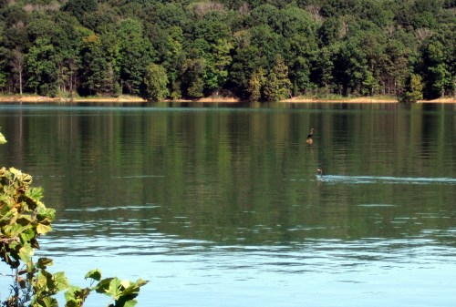 Cormorants fishing for breakfast at Lake Patoka