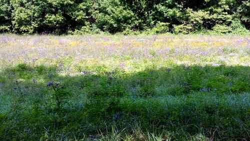 Monet's Fields, original photograph