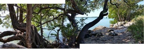 Among the mangroves, Florida Keys 2017 