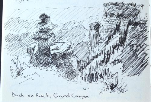 Duck on Rock, Grand Canyon, sketch, Kit Miracle