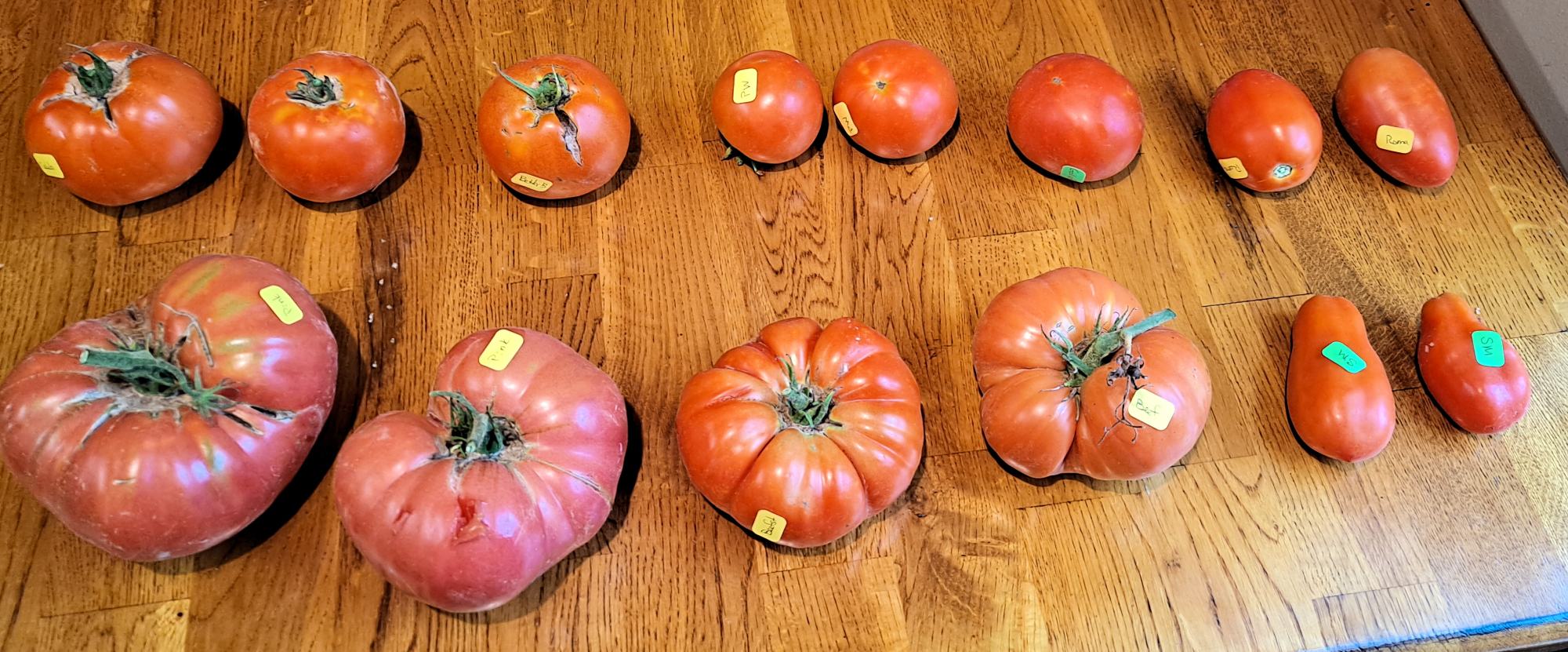 tomatoes-samples-top.jpg?w=1024